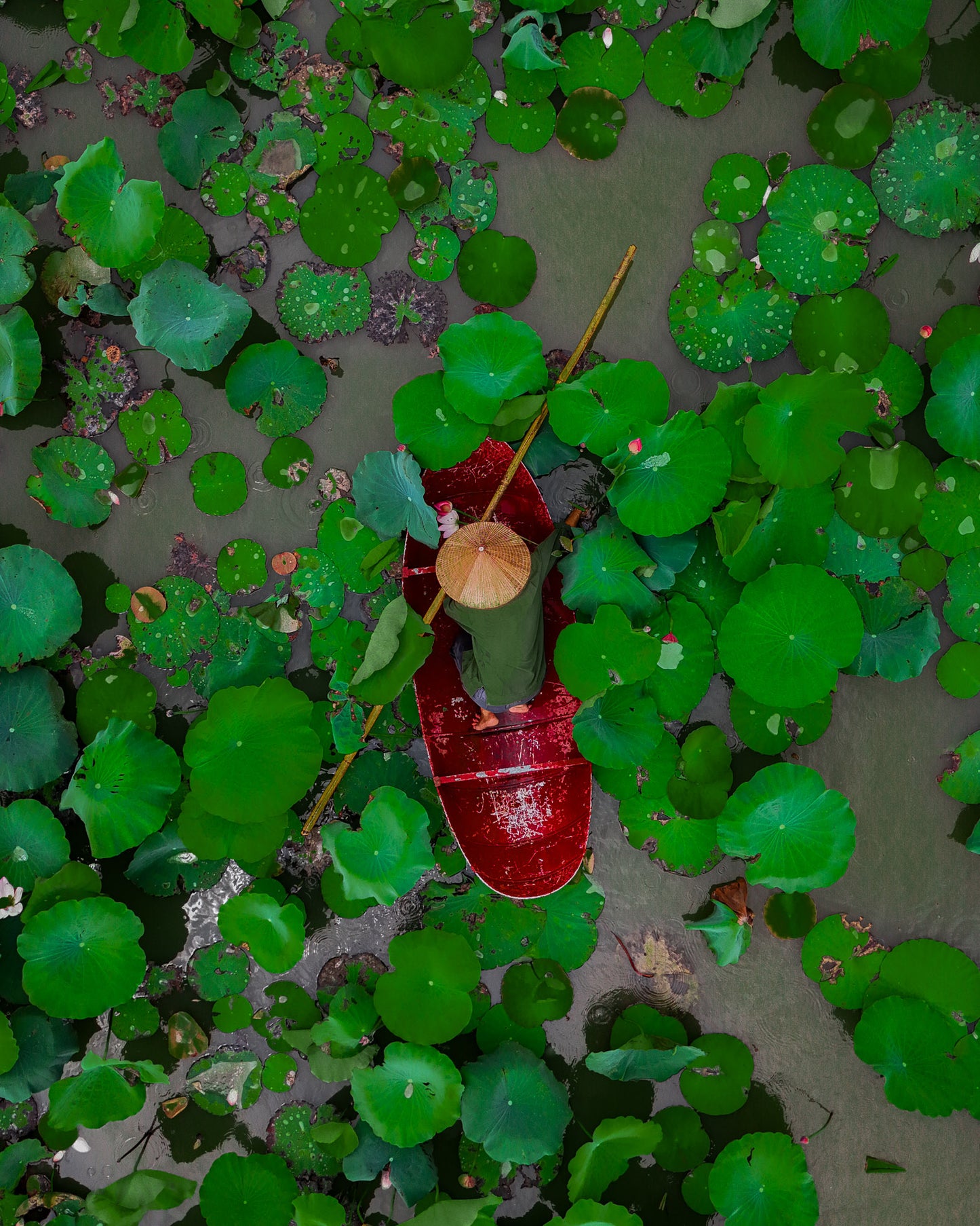 Collecting Water Lilies