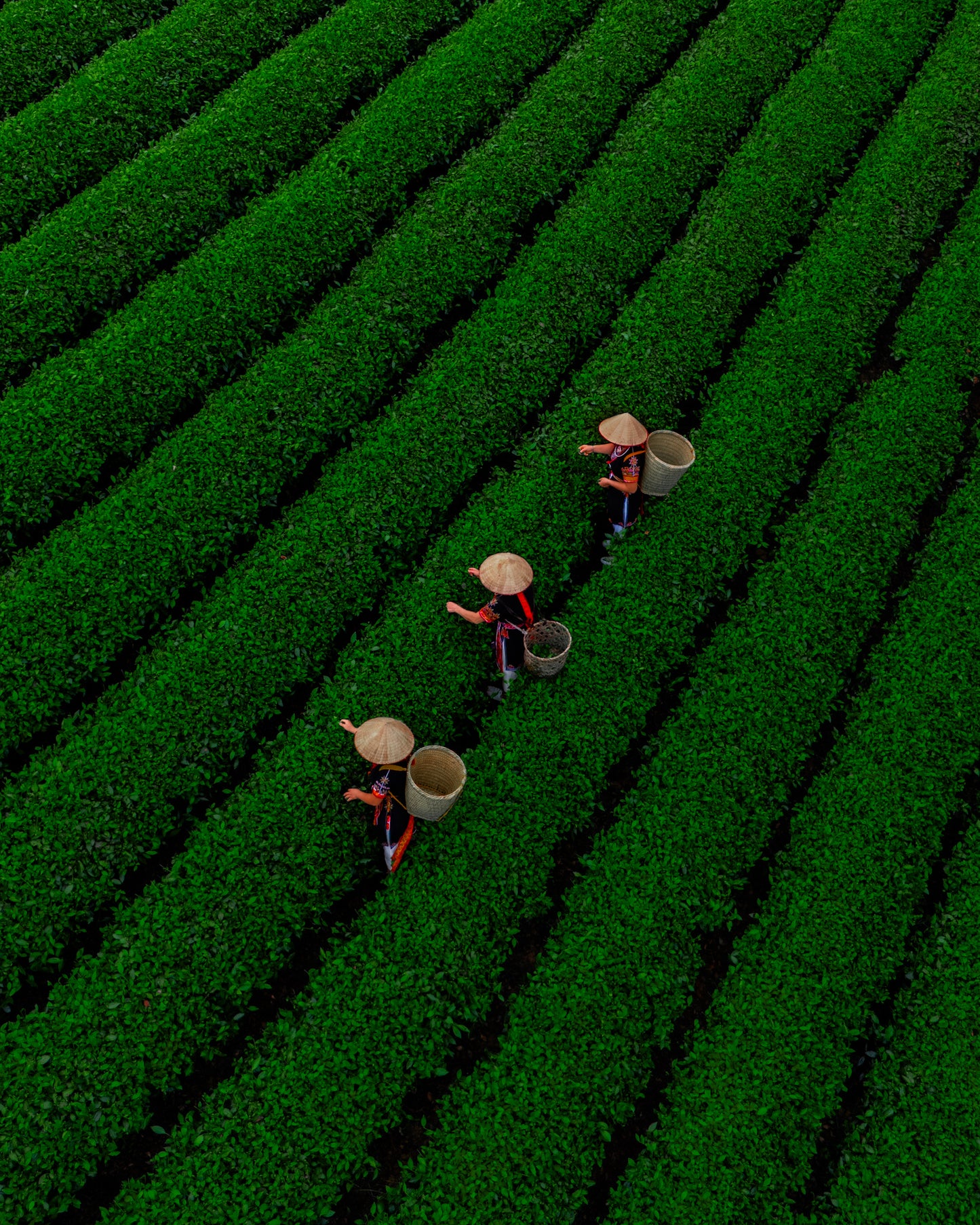 Picking Tea Leaves