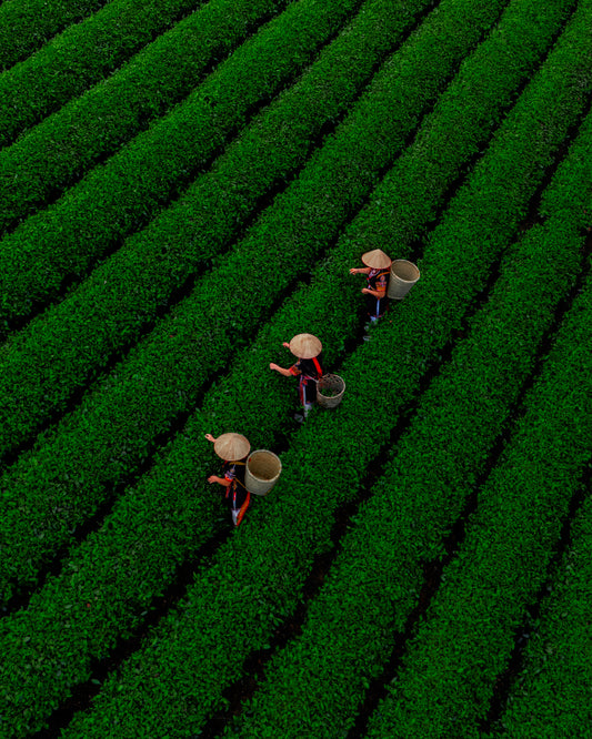 Picking Tea Leaves